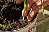 Planting of aromatic plants in a repurposed tin can