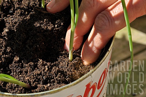 Planting_of_aromatic_plants_in_a_repurposed_tin_can