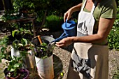 Planting of aromatic plants in a repurposed tin can