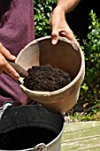 Planting of a Begonia bulb in a pot