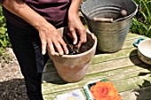 Planting of a Begonia bulb in a pot