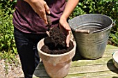 Planting of a Begonia bulb in a pot