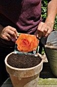 Planting of a Begonia bulb in a pot