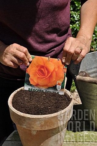 Planting_of_a_Begonia_bulb_in_a_pot