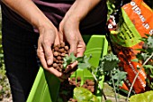 Planting vegetables in a window box