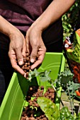 Planting vegetables in a window box