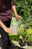 Planting vegetables in a window box