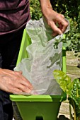 Planting vegetables in a window box