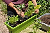 Planting vegetables in a window box