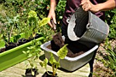 Planting vegetables in a window box