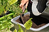 Planting vegetables in a window box