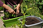 Planting vegetables in a window box