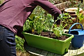 Planting vegetables in a window box