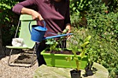 Planting vegetables in a window box