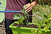 Planting vegetables in a window box