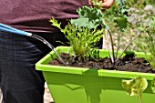 Planting vegetables in a window box