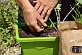 Planting vegetables in a window box