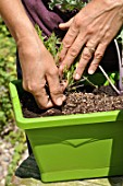 Planting vegetables in a window box