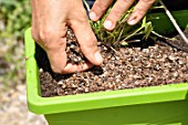 Planting vegetables in a window box