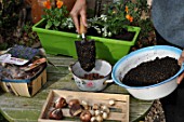 Planting of Narcissus bulbs in a pot