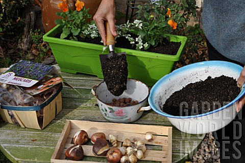 Planting_of_Narcissus_bulbs_in_a_pot