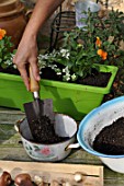 Planting of Narcissus bulbs in a pot