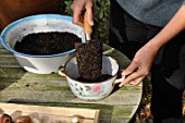 Planting of Narcissus bulbs in a pot