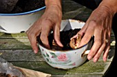 Planting of Narcissus bulbs in a pot