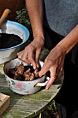 Planting of Narcissus bulbs in a pot