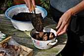 Planting of Narcissus bulbs in a pot