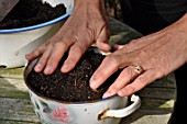 Planting of Narcissus bulbs in a pot