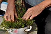 Planting of Narcissus bulbs in a pot