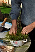 Planting of Narcissus bulbs in a pot