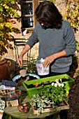 Planting of associated bulbs in a window box