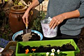 Planting of associated bulbs in a window box