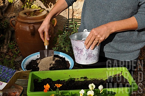 Planting_of_associated_bulbs_in_a_window_box