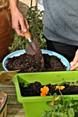 Planting of associated bulbs in a window box