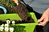 Planting of associated bulbs in a window box