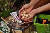 Planting of associated bulbs in a window box