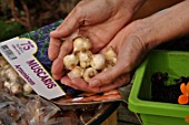 Planting of associated bulbs in a window box