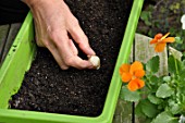 Planting of associated bulbs in a window box