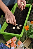 Planting of associated bulbs in a window box