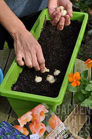 Planting_of_associated_bulbs_in_a_window_box