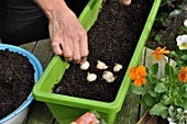 Planting of associated bulbs in a window box