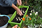 Planting of associated bulbs in a window box