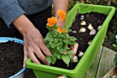 Planting of associated bulbs in a window box