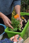 Planting of associated bulbs in a window box