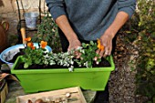 Planting of associated bulbs in a window box