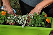 Planting of associated bulbs in a window box