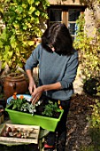 Planting of associated bulbs in a window box